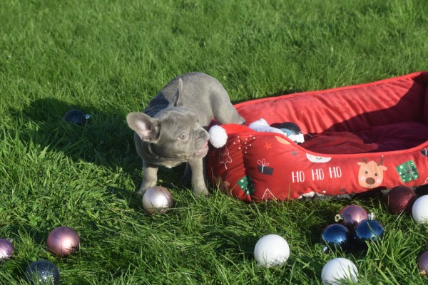 Franse bulldog (teef) 33080