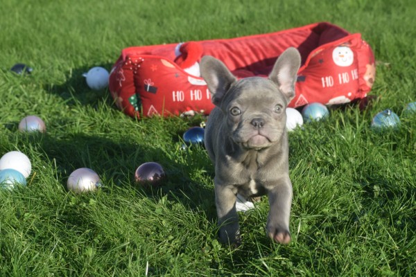 Franse bulldog (teef) 33080