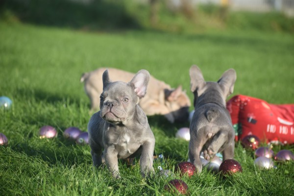 Franse bulldog (reu) 33076