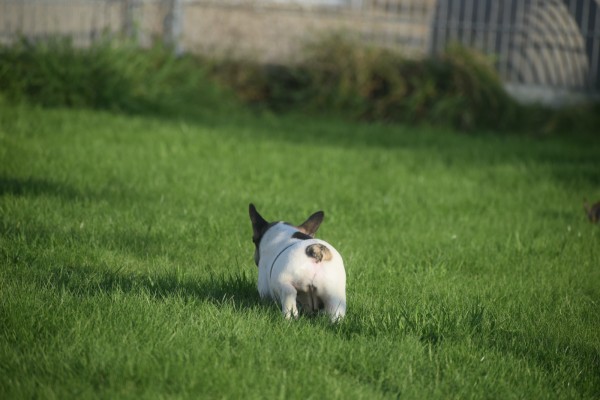 Franse bulldog (teef) 32924