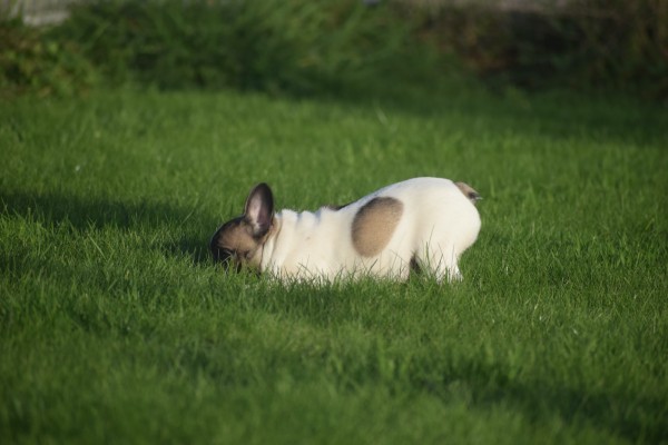 Franse bulldog (teef) 32924