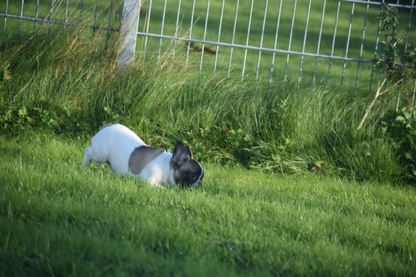 Franse bulldog (teef) 32924