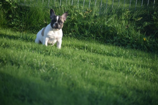 Franse bulldog (teef) 32924