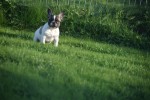 Franse bulldog (teef) 32924