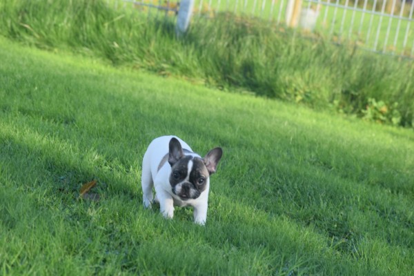 Franse bulldog (teef) 32924