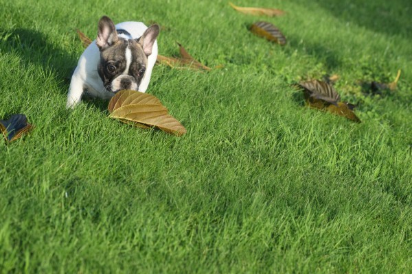 Franse bulldog (teef) 32924