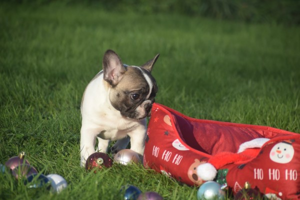 Franse bulldog (teef) 32924