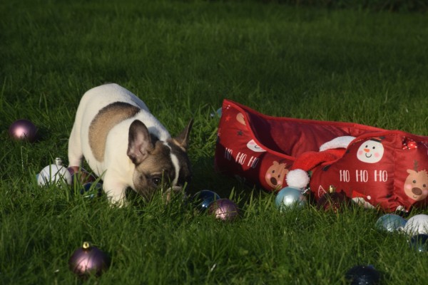 Franse bulldog (teef) 32924