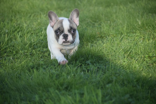 Franse bulldog (teef) 32923