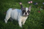 Franse bulldog (teef) 32923