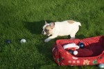 Franse bulldog (teef) 32923