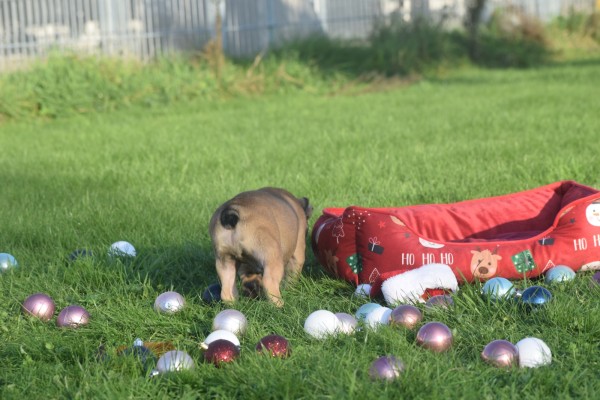 Franse bulldog (reu) 32920