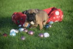 Franse bulldog (reu) 32920