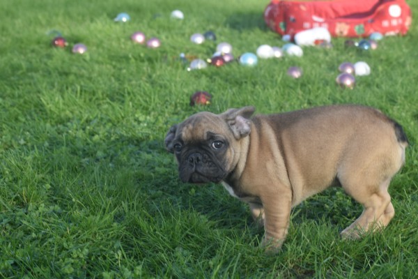 Franse bulldog (reu) 32920