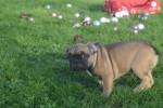 Franse bulldog (reu) 32920