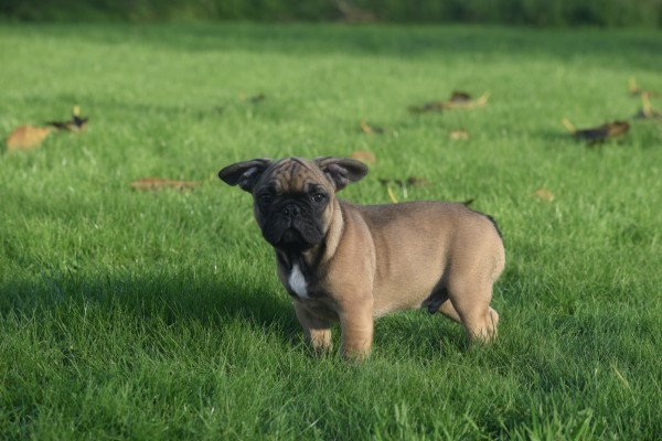 Franse bulldog (reu) 32920