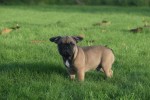 Franse bulldog (reu) 32920