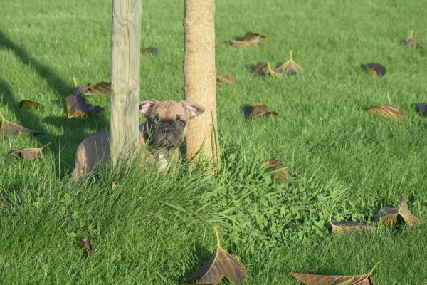 Franse bulldog (reu) 32920