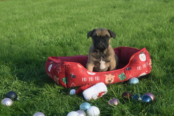 Franse bulldog (reu) 32921