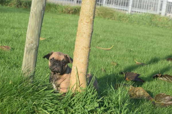 Franse bulldog (reu) 32921