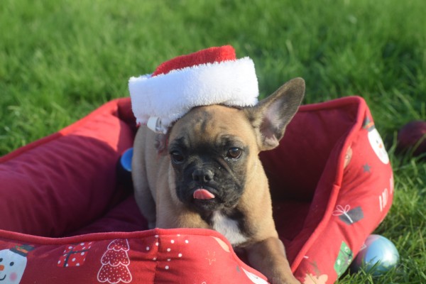 Franse bulldog (teef) 32922