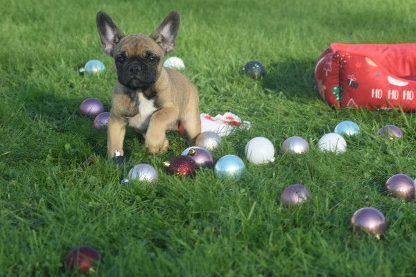 Franse bulldog (teef) 32922