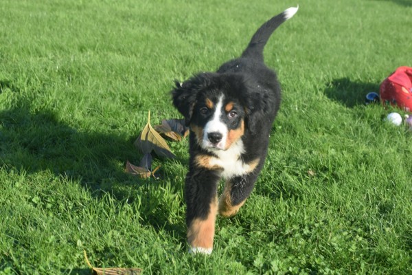 Bouvier bernois (teef) 30678