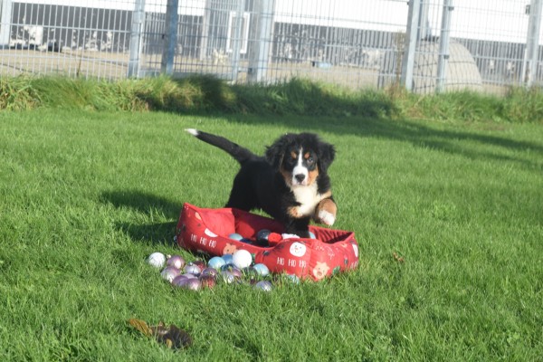 Bouvier bernois (teef) 30678