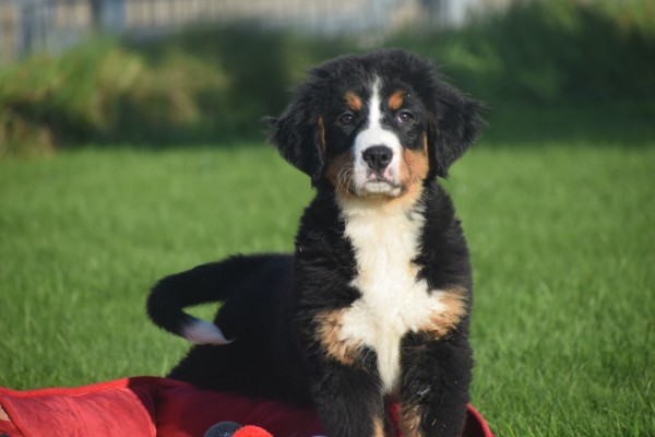 Bouvier bernois (teef) 30678