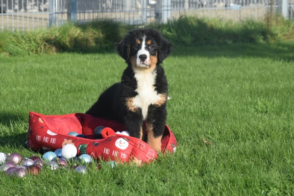 Bouvier bernois (teef) 30678