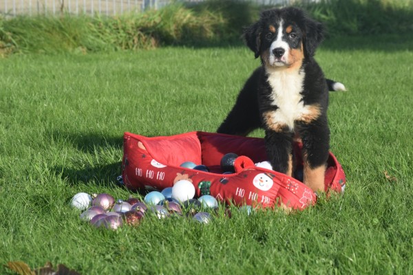 Bouvier bernois (teef) 30678