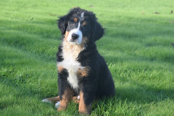 Bouvier bernois (reu) 30677