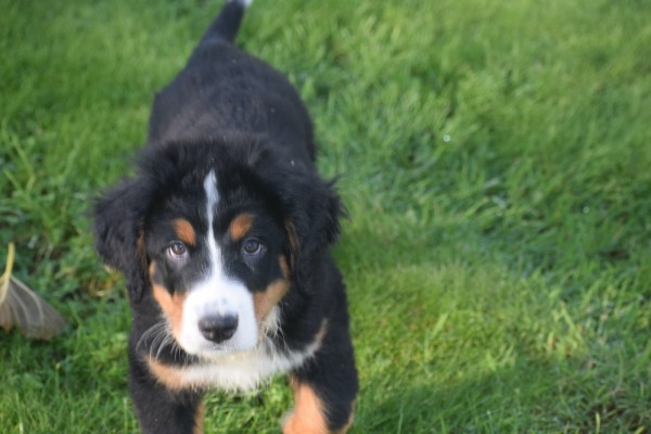 Bouvier bernois (reu) 30677