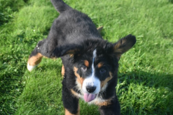 Bouvier bernois (reu) 30677