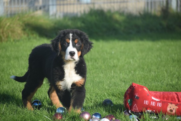 Bouvier bernois (reu) 30675