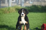 Bouvier bernois (reu) 30675