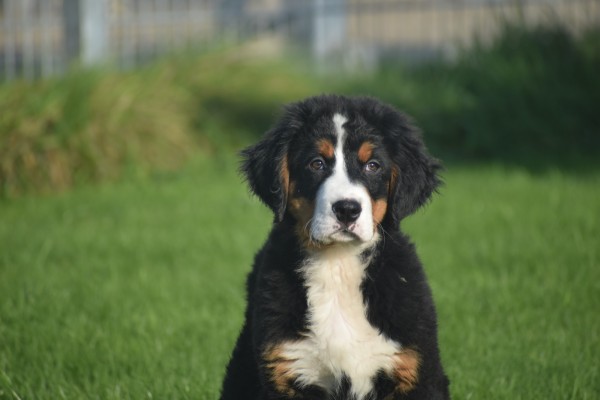 Bouvier bernois (reu) 30675