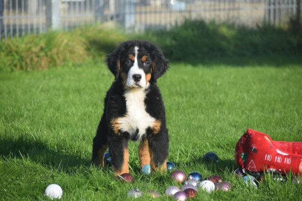 Bouvier bernois (reu) 30675