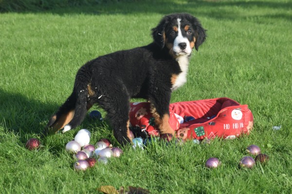 Bouvier bernois (reu) 30675