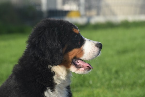 Bouvier bernois (reu) 30673