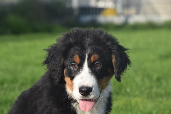 Bouvier bernois (reu) 30673