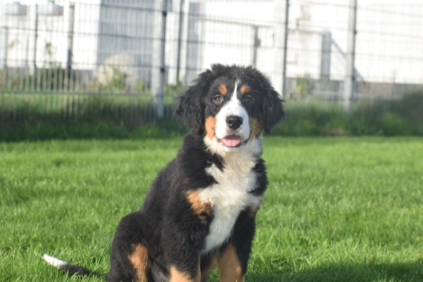 Bouvier bernois (reu) 30673