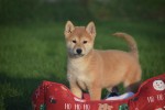 Shiba Inu (teef) 96544