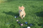 Shiba Inu (teef) 96544