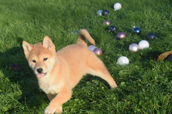 Shiba Inu (teef) 96544