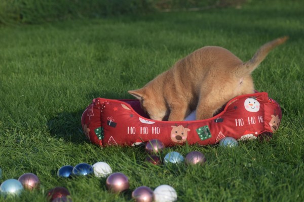 Shiba Inu (teef) 96544