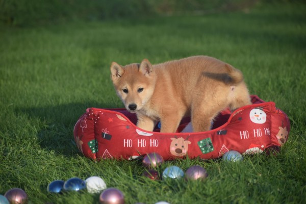 Shiba Inu (teef) 96544