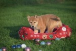 Shiba Inu (teef) 96544