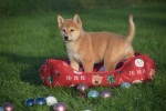 Shiba Inu (teef) 96544