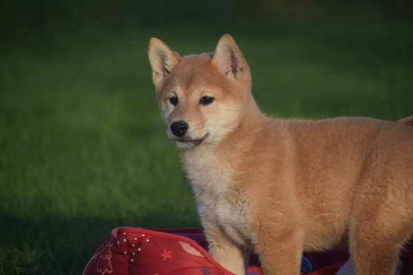 Shiba Inu (teef) 96544